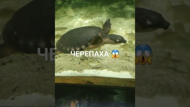 #черепаха#приколы черепаха #черепаха#приколы черепаха