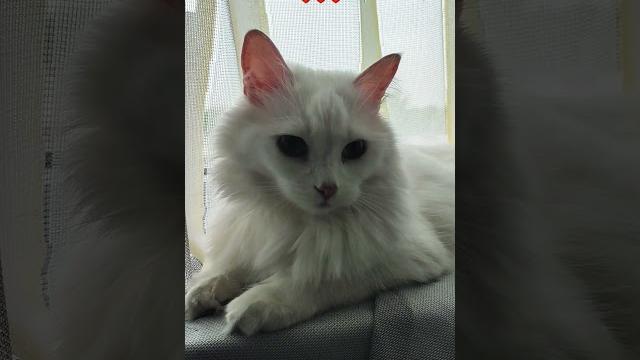#cat #топ #друзья #юмор #подпишись #лайк #кошка #популярное #котики #love #catlover #kitten #cute #cat #топ #друзья #юмор #подпишись #лайк #кошка #популярное #котики #love #catlover #kitten #cute