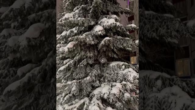 САМАЯ ИДЕАЛЬНАЯ ЕЛКА НА НОВЫЙ ГОД️Я ЕЕ НАШЛА#елка #новыйгод #праздник #newyear #vlog #красиво САМАЯ ИДЕАЛЬНАЯ ЕЛКА НА НОВЫЙ ГОД️Я ЕЕ НАШЛА#елка #новыйгод #праздник #newyear #vlog #красиво