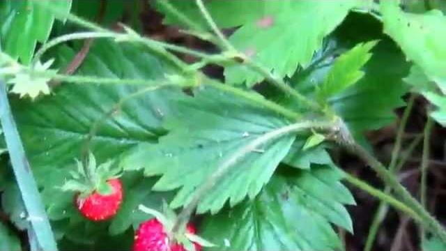 Как цветёт папоротник на Ивана Купала) Как цветёт папоротник на Ивана Купала)