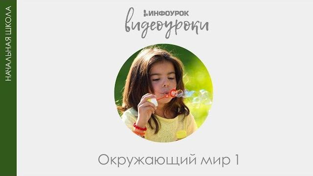 Я и моя семья | Окружающий мир 1 класс #5 | Инфоурок Я и моя семья | Окружающий мир 1 класс #5 | Инфоурок