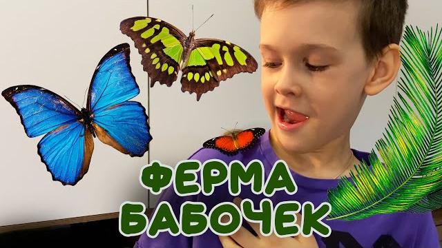 Ферма Бабочек. Выращиваем бабочек дома Ферма Бабочек. Выращиваем бабочек дома