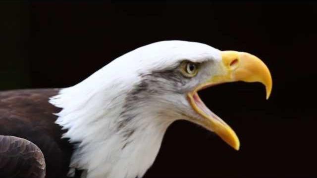 Call of a Bald Eagle Call of a Bald Eagle