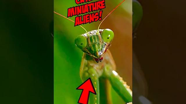 Praying Mantises Real-Life Superpowers! #Shorts Praying Mantises Real-Life Superpowers! #Shorts