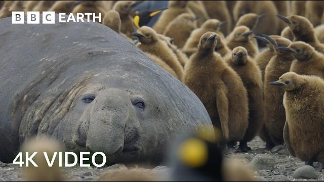 Incredible 4K Nature Scenes Narrated By David Attenborough | BBC Earth Incredible 4K Nature Scenes Narrated By David Attenborough | BBC Earth