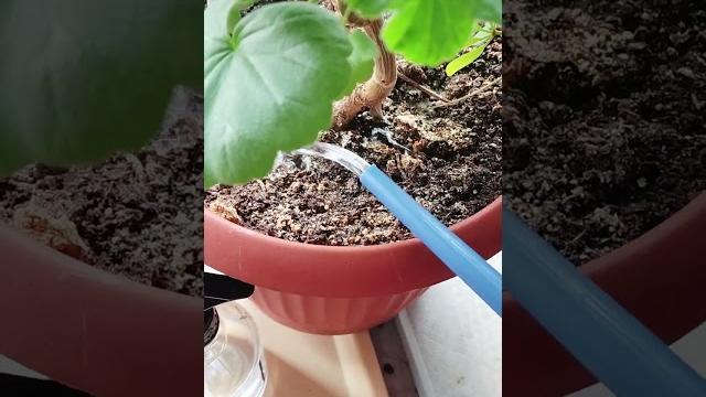 1 ТАБЛЕТКА НА ЛИТР ВОДЫ ДЛЯ КОМНАТНЫХ РАСТЕНИЙ, ЦВЕТОВ И РАССАДЫ ВЕСНОЙ НА ЦВЕТЕНИЕ И РОСТ 🪴 1 ТАБЛЕТКА НА ЛИТР ВОДЫ ДЛЯ КОМНАТНЫХ РАСТЕНИЙ, ЦВЕТОВ И РАССАДЫ ВЕСНОЙ НА ЦВЕТЕНИЕ И РОСТ 🪴
