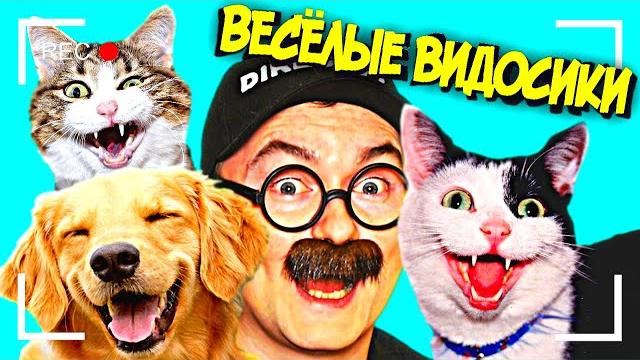 ВЕСЕЛЫЕ ВИДОСИКИ! 5 МИНУТ СМЕХА (ИЛИ НЕТ) ВЕСЕЛЫЕ ВИДОСИКИ! 5 МИНУТ СМЕХА (ИЛИ НЕТ)