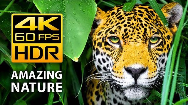 Самые красивые цвета природы в 4K HDR 60 FPS - Разноцветные животные. Антистрессовая музыка Самые красивые цвета природы в 4K HDR 60 FPS - Разноцветные животные. Антистрессовая музыка
