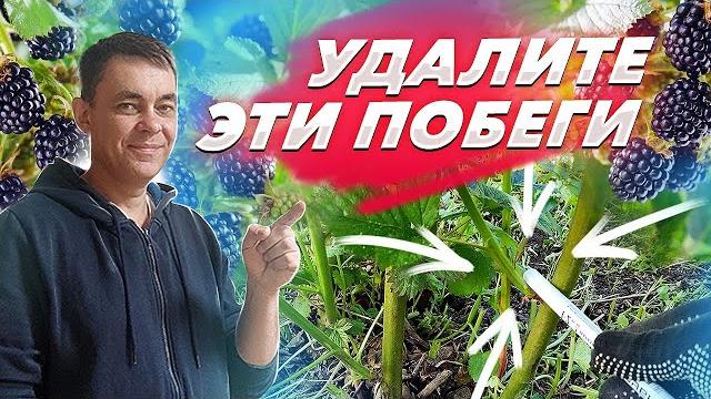 УДАЛИТЕ ЭТИ ПОБЕГИ НА ЕЖЕВИКЕ И БУДЕТ МНОГО КРУПНОЙ ЯГОДЫ / ВЫРАЩИВАНИЕ ЕЖЕВИКИ НА ДАЧЕ УДАЛИТЕ ЭТИ ПОБЕГИ НА ЕЖЕВИКЕ И БУДЕТ МНОГО КРУПНОЙ ЯГОДЫ / ВЫРАЩИВАНИЕ ЕЖЕВИКИ НА ДАЧЕ