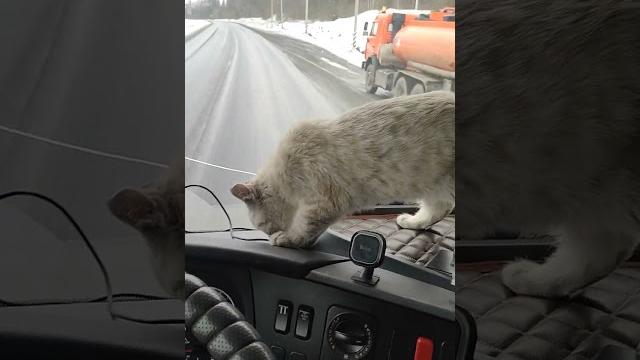 час до нижнеудинска #котдальнобой час до нижнеудинска #котдальнобой