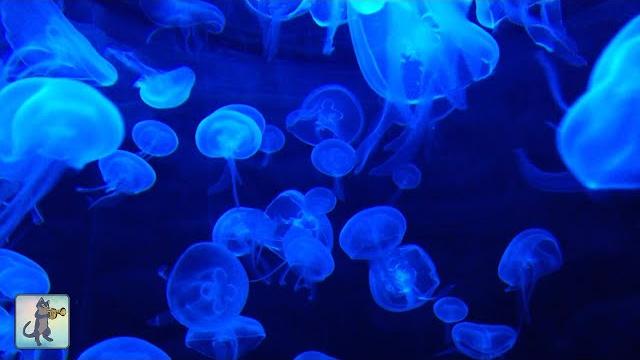 Jellyfish Aquarium ~ Relaxing Music for Sleep, Study, Meditation & Yoga • Screensaver • 3 HOURS Jellyfish Aquarium ~ Relaxing Music for Sleep, Study, Meditation & Yoga • Screensaver • 3 HOURS