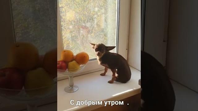 чихуа приколы. чихуахуа. чихуа приколы. чихуахуа.