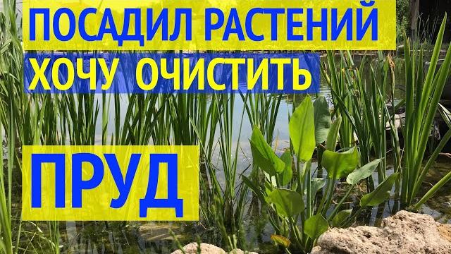РАСТЕНИЯ ДЛЯ ПРУДА // БИОПЛАТО //12 видов растений в моем пруду // Какие растения очищают воду? РАСТЕНИЯ ДЛЯ ПРУДА // БИОПЛАТО //12 видов растений в моем пруду // Какие растения очищают воду?