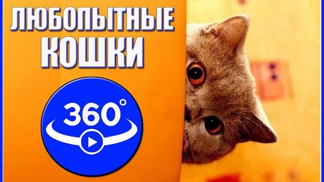 Любопытные кошки. Видео 360 градусов. Любопытные кошки. Видео 360 градусов.