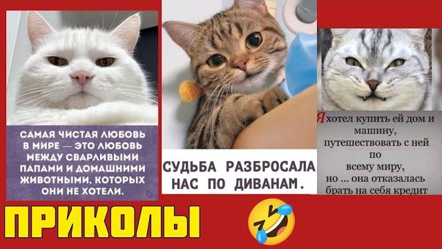Коту – молоко, зрителям – смех! Лучшая подборка комедийных мемов смешные картинки котики приколы Коту – молоко, зрителям – смех! Лучшая подборка комедийных мемов смешные картинки котики приколы