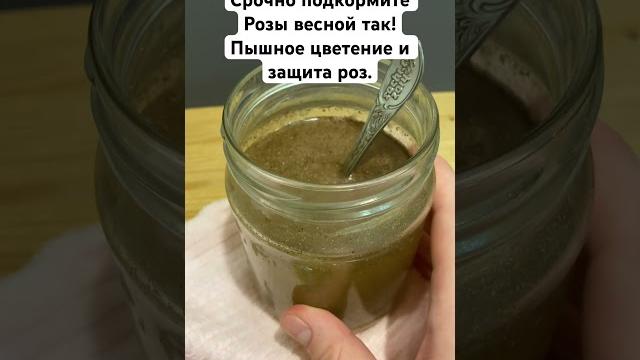 Срочно подкормите Розы весной так! Пышное цветение и защита роз. #розы #сад #огород #дача #цветы Срочно подкормите Розы весной так! Пышное цветение и защита роз. #розы #сад #огород #дача #цветы