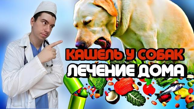 Кашель у собак. Лечение дома Кашель у собак. Лечение дома