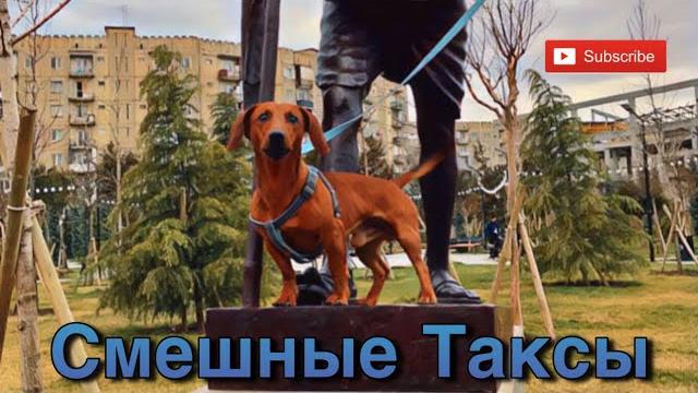 Подборка собачьих приколов 2022 - Смешные Таксы Подборка собачьих приколов 2022 - Смешные Таксы
