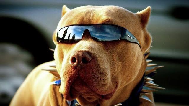 САМЫЕ СМЕШНЫЕ КОШКИ И СОБАКИ 2022/ ПОДБОРКА ДОМАШНИХ ЖИВОТНЫХ/ МИЛЫЕ КОТЫ/ 17 МИНУТ СМЕХА/ САМЫЕ СМЕШНЫЕ КОШКИ И СОБАКИ 2022/ ПОДБОРКА ДОМАШНИХ ЖИВОТНЫХ/ МИЛЫЕ КОТЫ/ 17 МИНУТ СМЕХА/