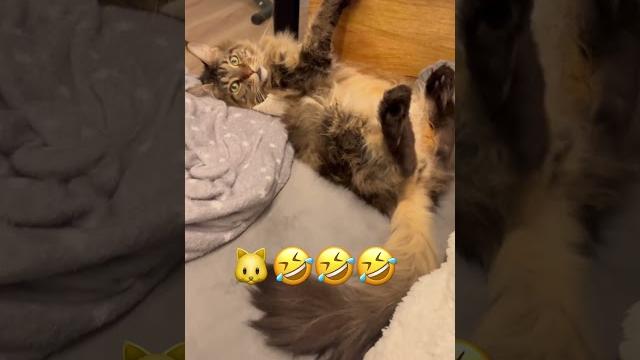 Кот Мейн-Кун юмор #прикольныекоты Кот Мейн-Кун юмор #прикольныекоты
