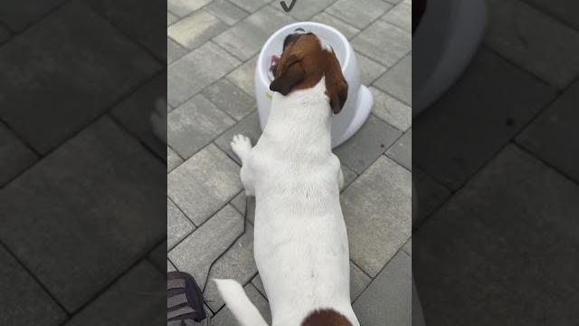 Катапульта для твоего друга #dog #funny #jackrussellterrier #смешныевидео #джекрассел #животные Катапульта для твоего друга #dog #funny #jackrussellterrier #смешныевидео #джекрассел #животные