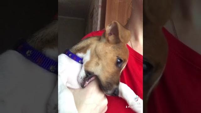 Тёпа икает Тёпа икает