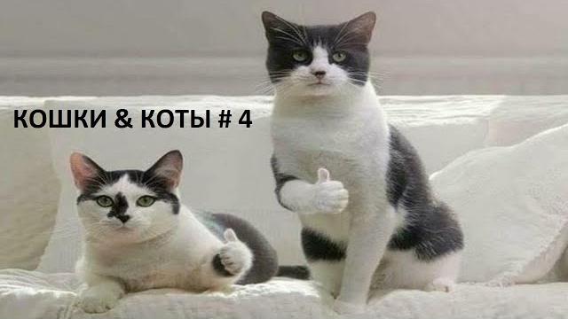 Приколы с Кошками и Котами 2020 # 4 | Смешные Кошки и Коты 2020 | Лучшее видео с котами и кошками Приколы с Кошками и Котами 2020 # 4 | Смешные Кошки и Коты 2020 | Лучшее видео с котами и кошками