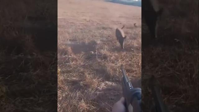 #охота #hunting #загоннаяохота #кабан #охота #hunting #загоннаяохота #кабан