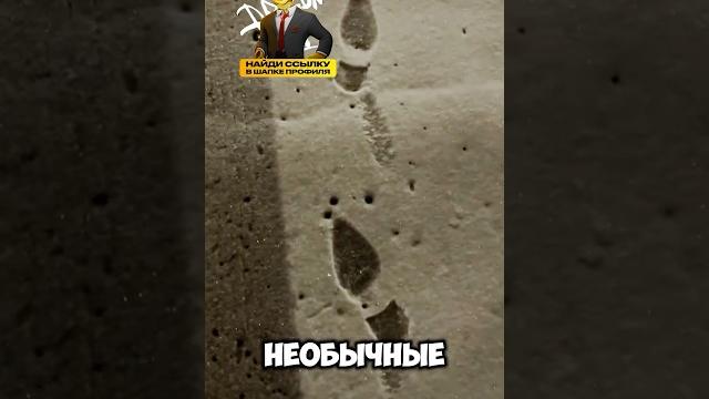 Чьи это следы? Чьи это следы?