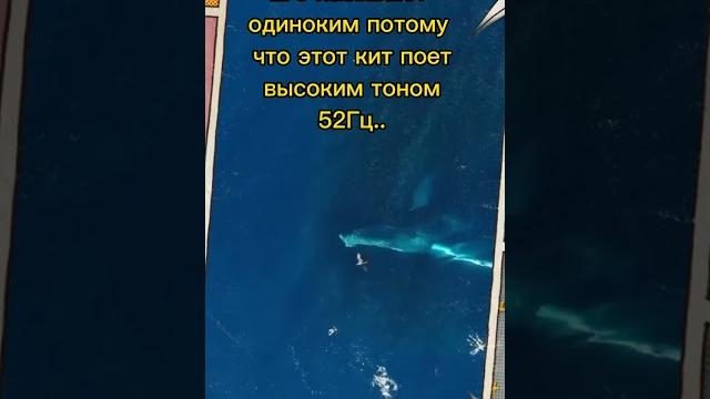 Самый одинокий кит в мире #кит #animals #факты #животные Самый одинокий кит в мире #кит #animals #факты #животные