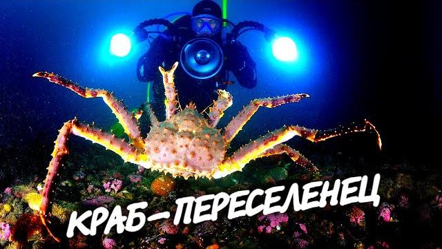 Вкусный и опасный камчатский краб Вкусный и опасный камчатский краб