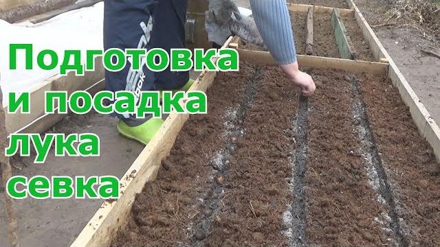Подготовка и посадка лука севка весной Подготовка и посадка лука севка весной