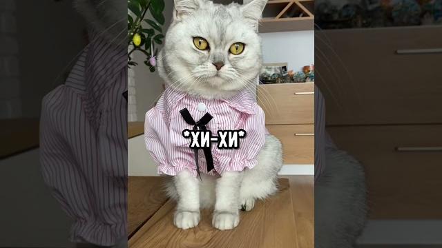 Смешные коты - Майя #смешныекоты #кошка #shorts Смешные коты - Майя #смешныекоты #кошка #shorts