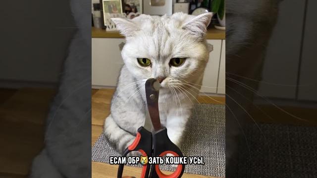 Что случится, если обрезать коту усы #кошка #кот #коты Что случится, если обрезать коту усы #кошка #кот #коты