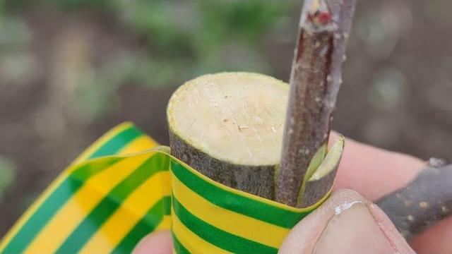 прививка яблони весной // apple tree grafting прививка яблони весной // apple tree grafting