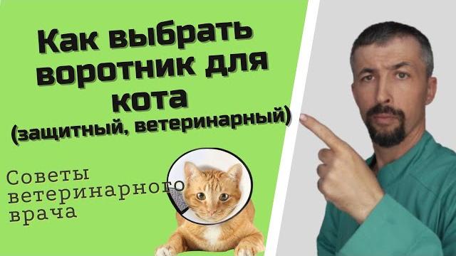 Защитный воротник для кота Защитный воротник для кота