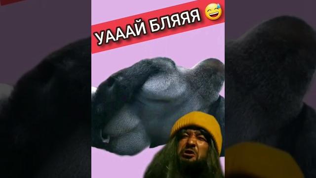 Уаай бляя! Обезьяна нюхает палец #иринакайратовна #обезьяна #приколы #приколысживотными #новинки Уаай бляя! Обезьяна нюхает палец #иринакайратовна #обезьяна #приколы #приколысживотными #новинки