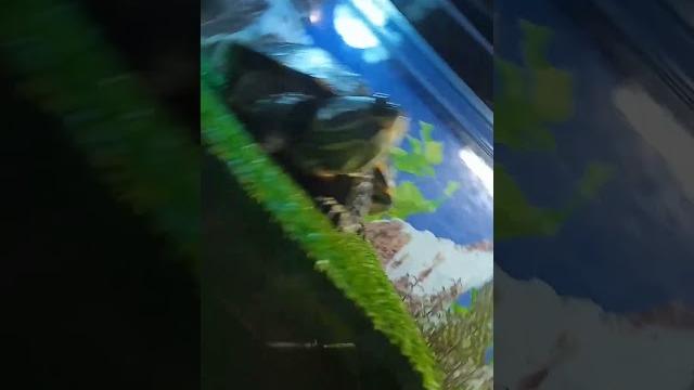 видео от которого тошнит видео от которого тошнит