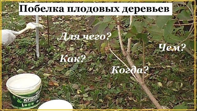 Как, когда, чем и зачем белить деревья Как, когда, чем и зачем белить деревья