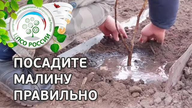 Посадите малину правильно. Как посадить малину. Посадите малину правильно. Как посадить малину.