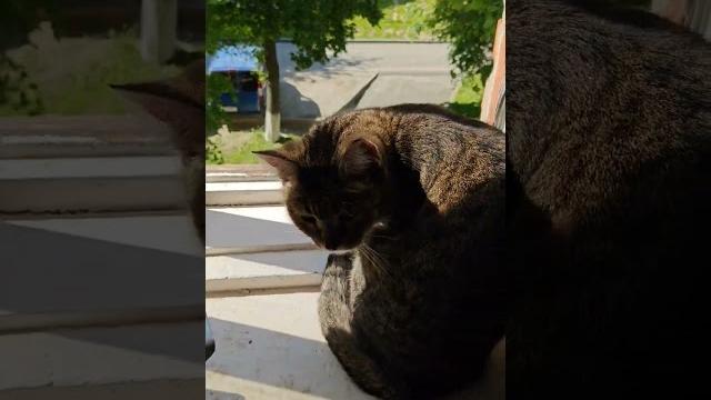 КОТИК 5 (cat 5) | #shorts #video КОТИК 5 (cat 5) | #shorts #video