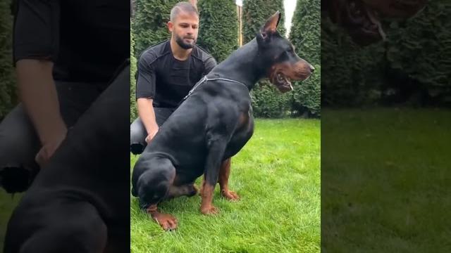 European #Doberman #kgf #viral #shorts European #Doberman #kgf #viral #shorts