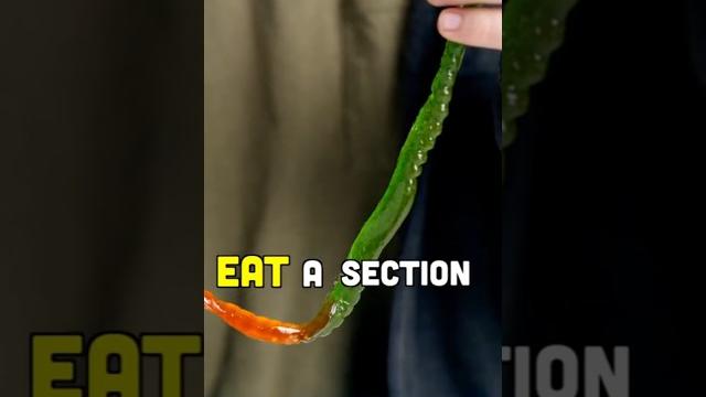 Let's Play Spicy Segments! Let's Play Spicy Segments!