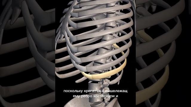 Сколько ребер у человека? Сколько ребер у человека?