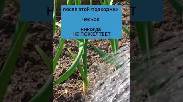 Чтобы чеснок не пожелтел обязательно подкормите этим весной!!!!! #дача #сад #огород #урожай #чеснок Чтобы чеснок не пожелтел обязательно подкормите этим весной!!!!! #дача #сад #огород #урожай #чеснок