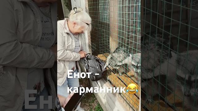 Енот- воришка #nature #animals #animal #raccoon #енот #смешноевидео #забавныеживотные #милота Енот- воришка #nature #animals #animal #raccoon #енот #смешноевидео #забавныеживотные #милота