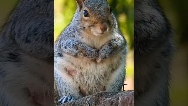 Beautiful Animals/4k Ultra hd/The Most Beautiful Animal In The World/Natural Scarce 4k/Animal videos Beautiful Animals/4k Ultra hd/The Most Beautiful Animal In The World/Natural Scarce 4k/Animal videos