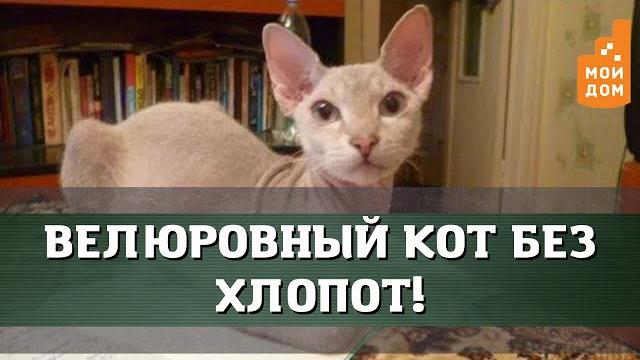 Велюровый кот без хлопот! Велюровый кот без хлопот!