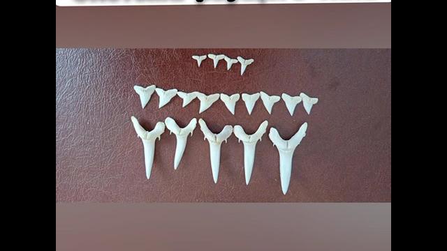 Зубы и челюсти акул Зубы и челюсти акул