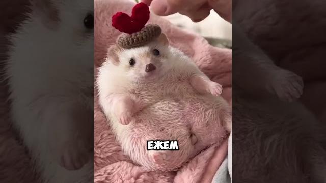 Ежик САМЫЙ МИЛЫЙ ПИТОМЕЦ? #животные Ежик САМЫЙ МИЛЫЙ ПИТОМЕЦ? #животные